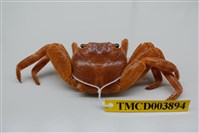 藏品(白紋方蟹)的圖片